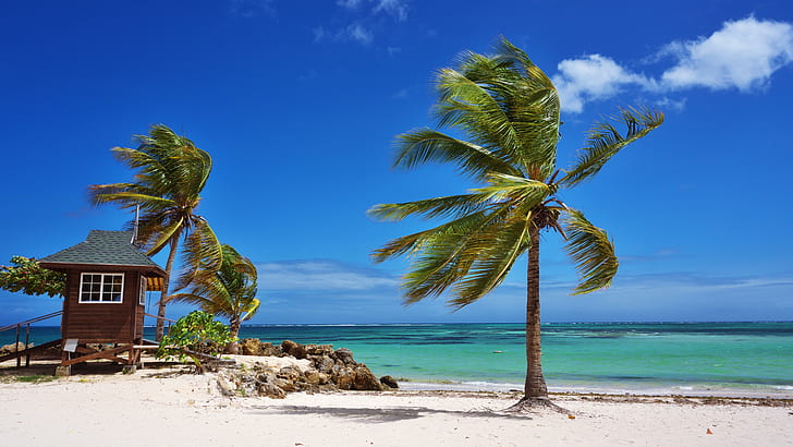 carta da parati trinidad,albero,natura,caraibico,palma,spiaggia