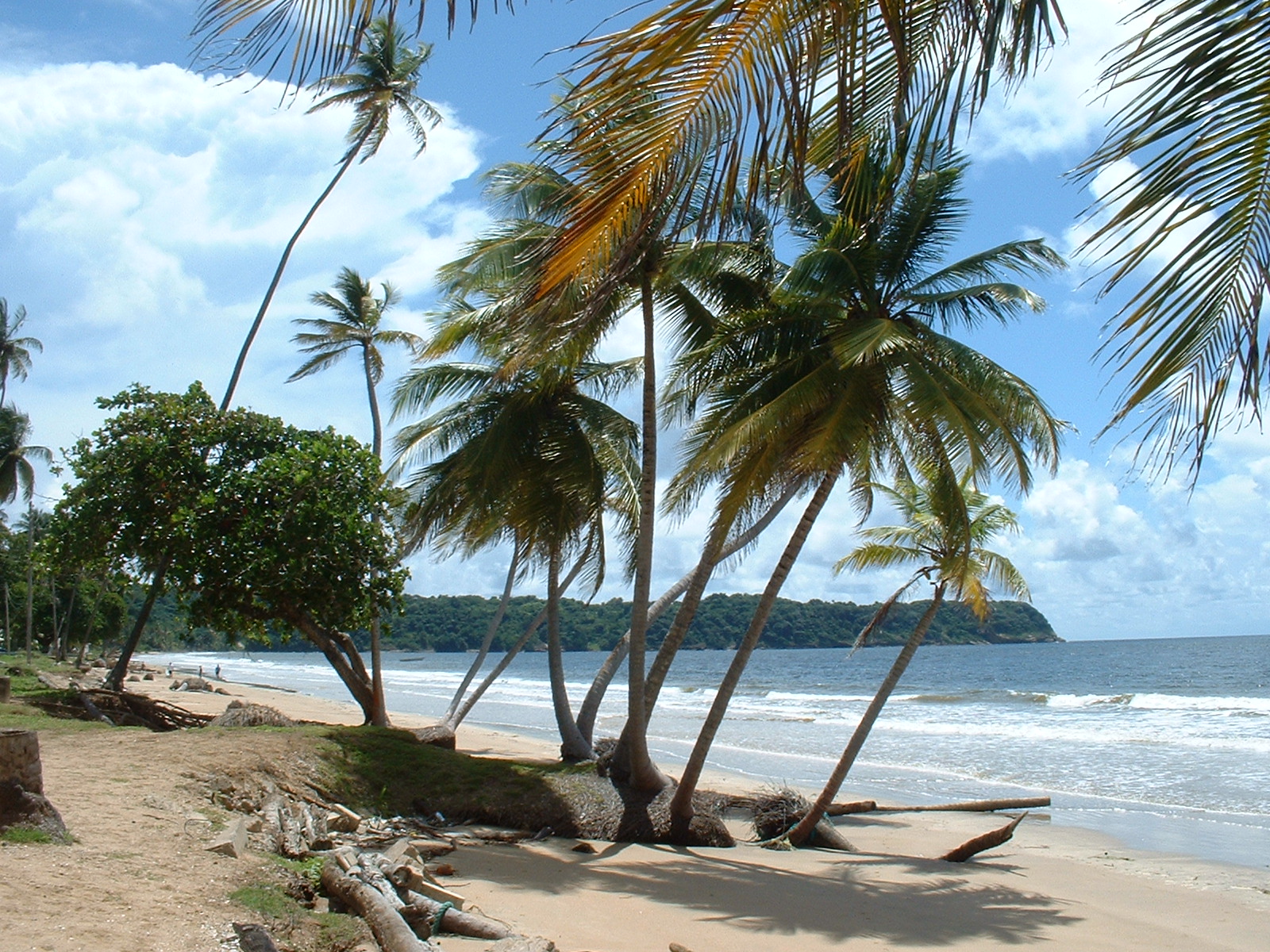 carta da parati trinidad,albero,palma,caraibico,riva,pianta legnosa
