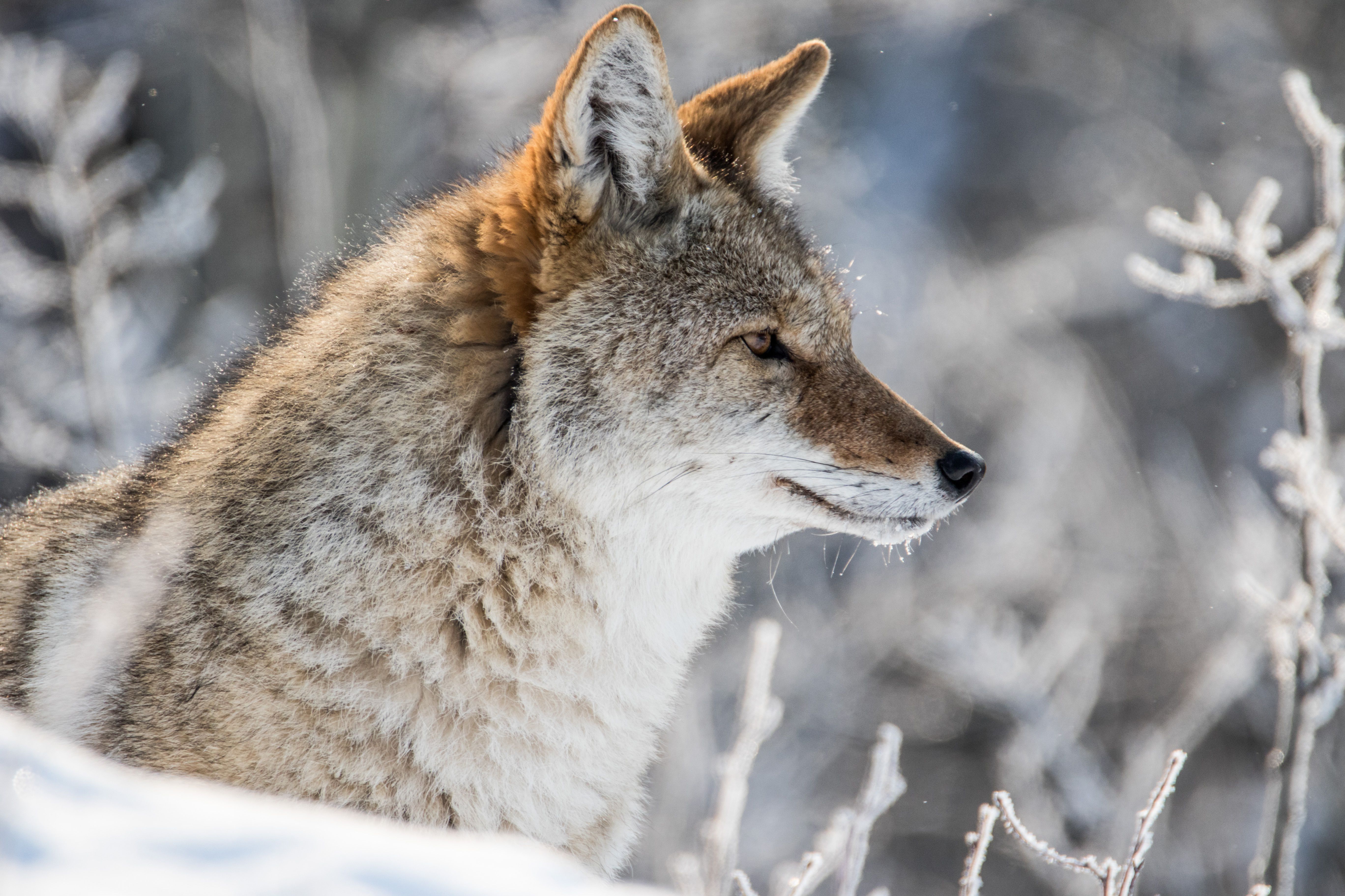 fondo de pantalla de coyote,fauna silvestre,coyote,lobo,animal terrestre,lobo rojo