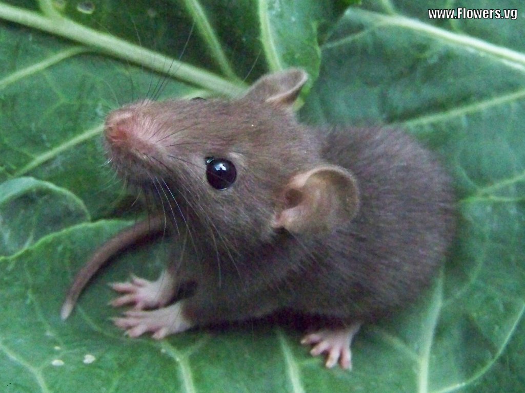 fondo de pantalla de rata,rata,ratón,hámster,roedor,lirón
