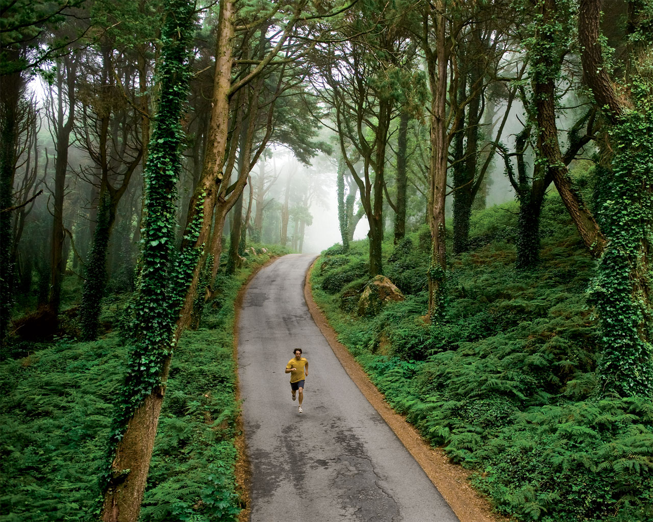 fondo de pantalla de trail running,paisaje natural,naturaleza,árbol,bosque,verde