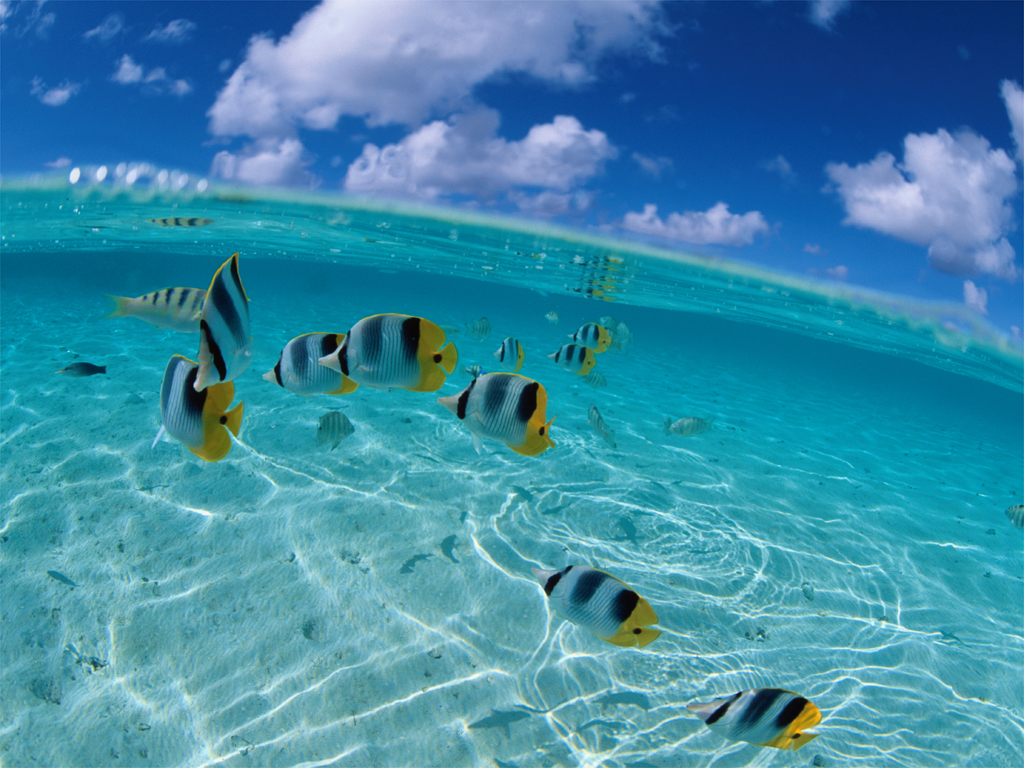 fondo de pantalla de peces tropicales,agua,cielo,azul,oceano,agua