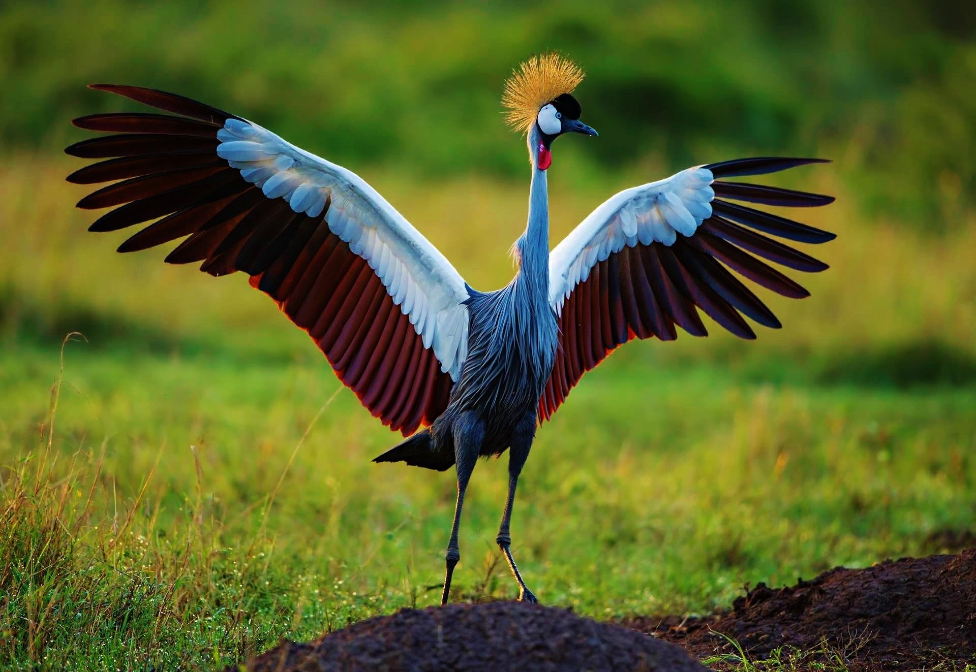 890703-title-animal-grey-crowned-crane-birds-cranes-black-crowned