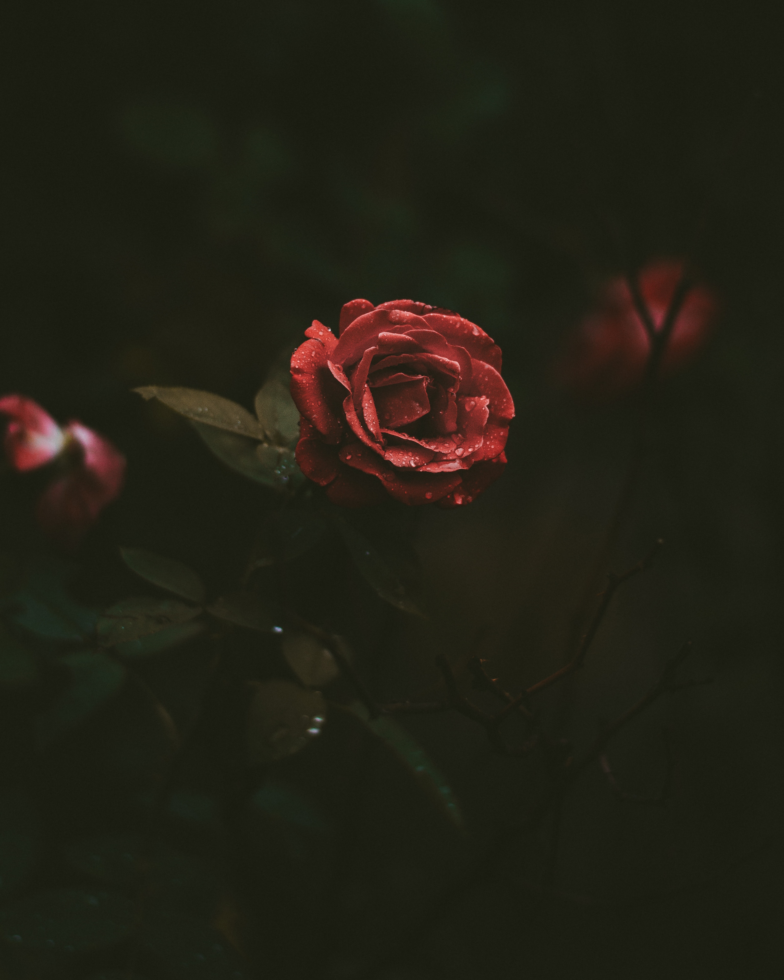 fond d'écran rose pour android,roses de jardin,rouge,rose,pétale,fleur