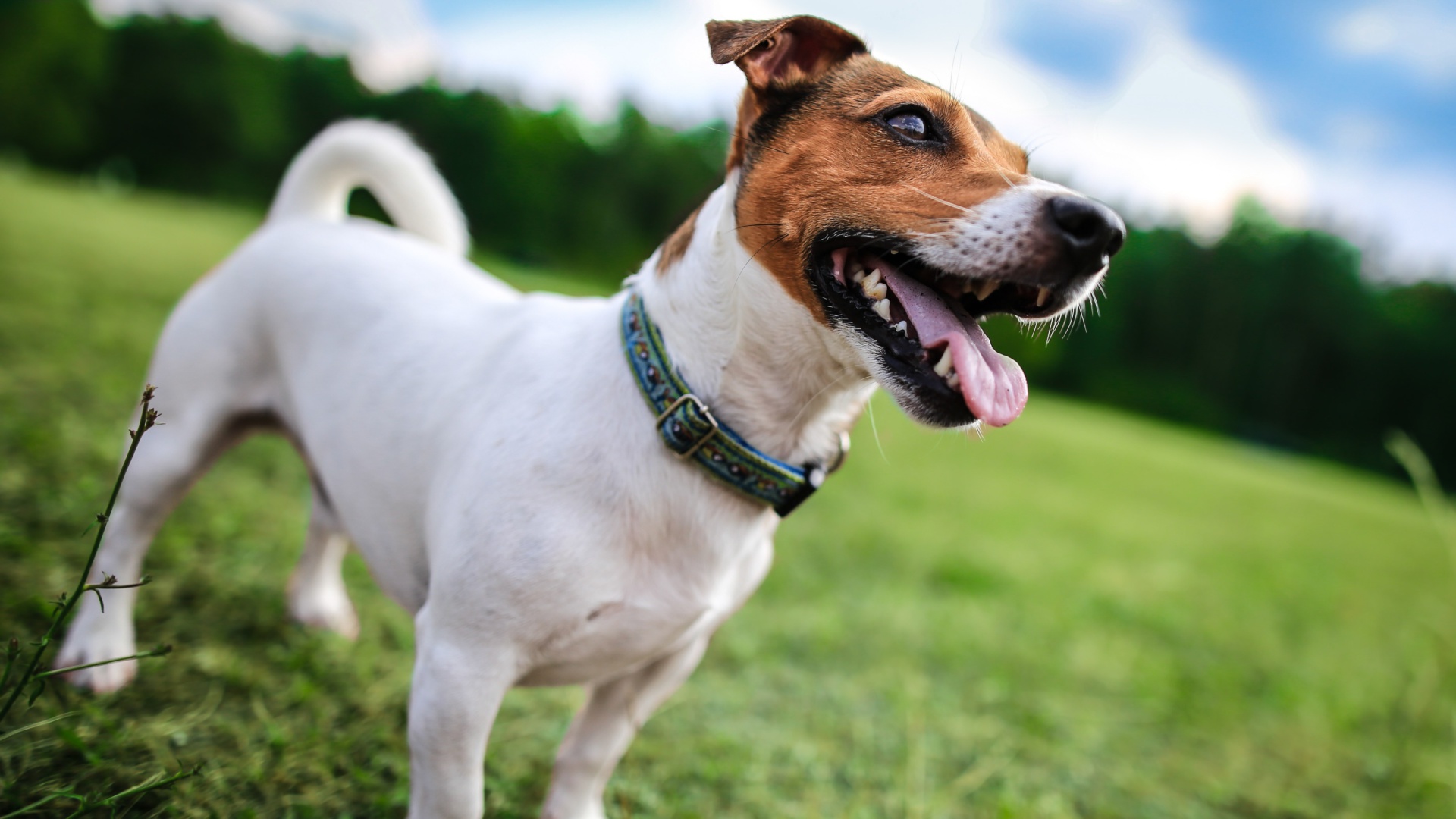 fondo de pantalla de jack russell,perro,russell terrier,perro de compañía,hocico,jack russell terrier