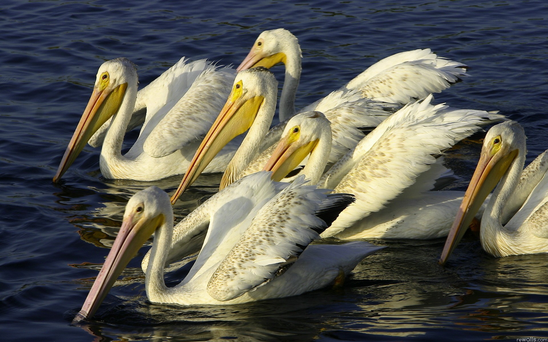 pelikan tapete,vogel,pelikan,weißer pelikan,seevogel,brauner pelikan