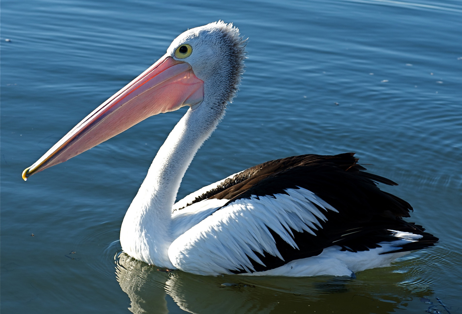 pelikan tapete,vogel,pelikan,weißer pelikan,seevogel,wasservogel