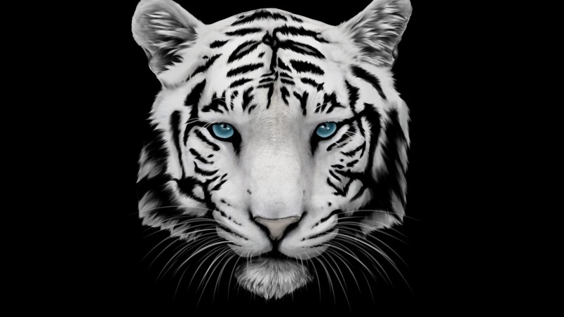 papier peint tigre bleu,tigre,tigre du bengale,faune,blanc,félidés