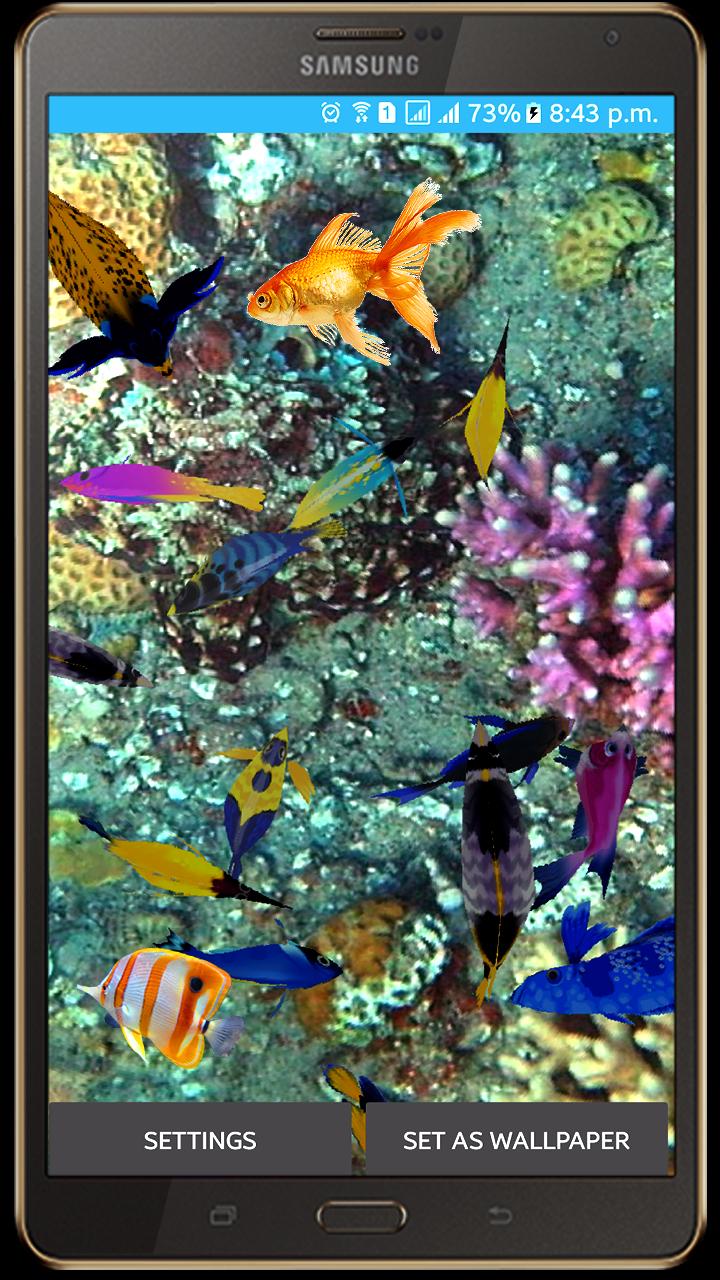 live startbildschirm hintergrundbild,korallenrifffische,meeresbiologie,korallenriff,fisch,fisch
