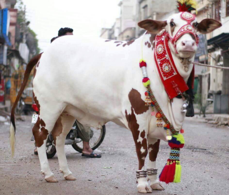 eid ke wallpaper,bovine,bull,livestock,cow goat family,snout