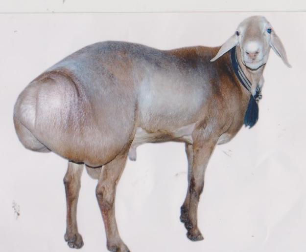 papel pintado de bakra,cabras,cabra,oveja,familia vaca cabra,antílope de cabra