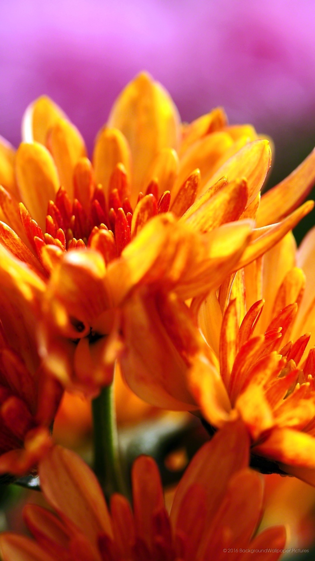fond d'écran mobile lyf hd,fleur,plante à fleurs,pétale,orange,jaune