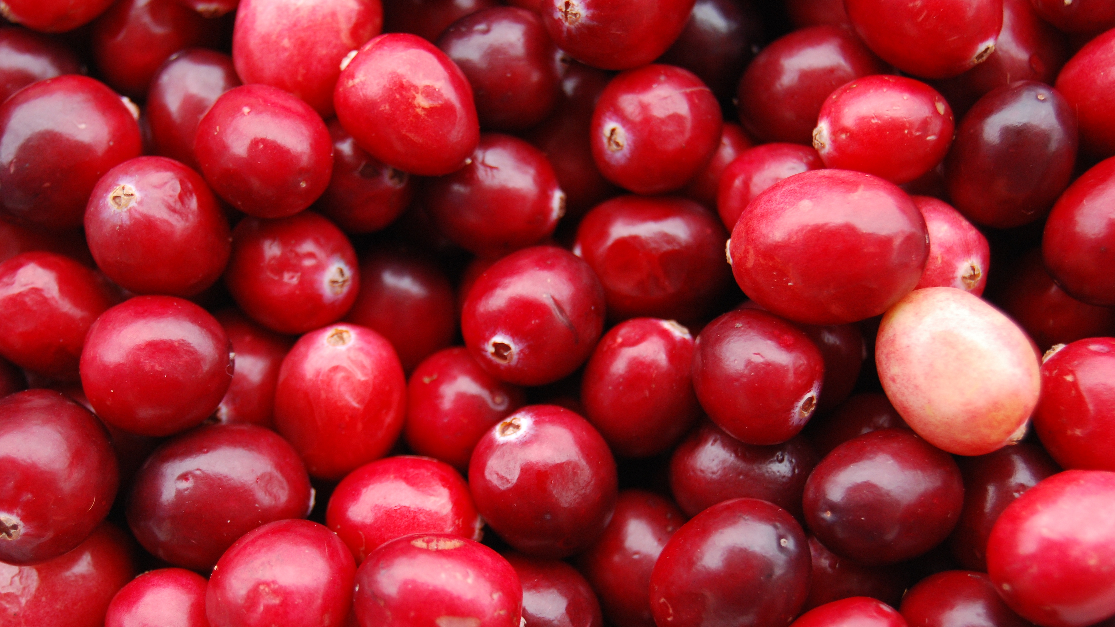 cranberry tapete,natürliche lebensmittel,obst,essen,beere,kranichbeere