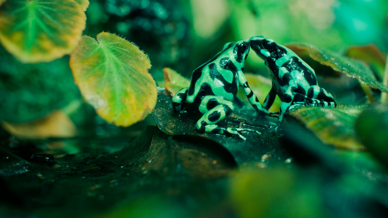 fondo de pantalla de veneno,verde,naturaleza,agua,hoja,reptil