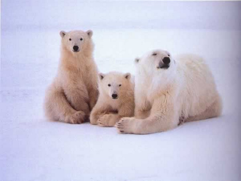 bär wallpaper,polar bear,bear,vertebrate,mammal,natural environment