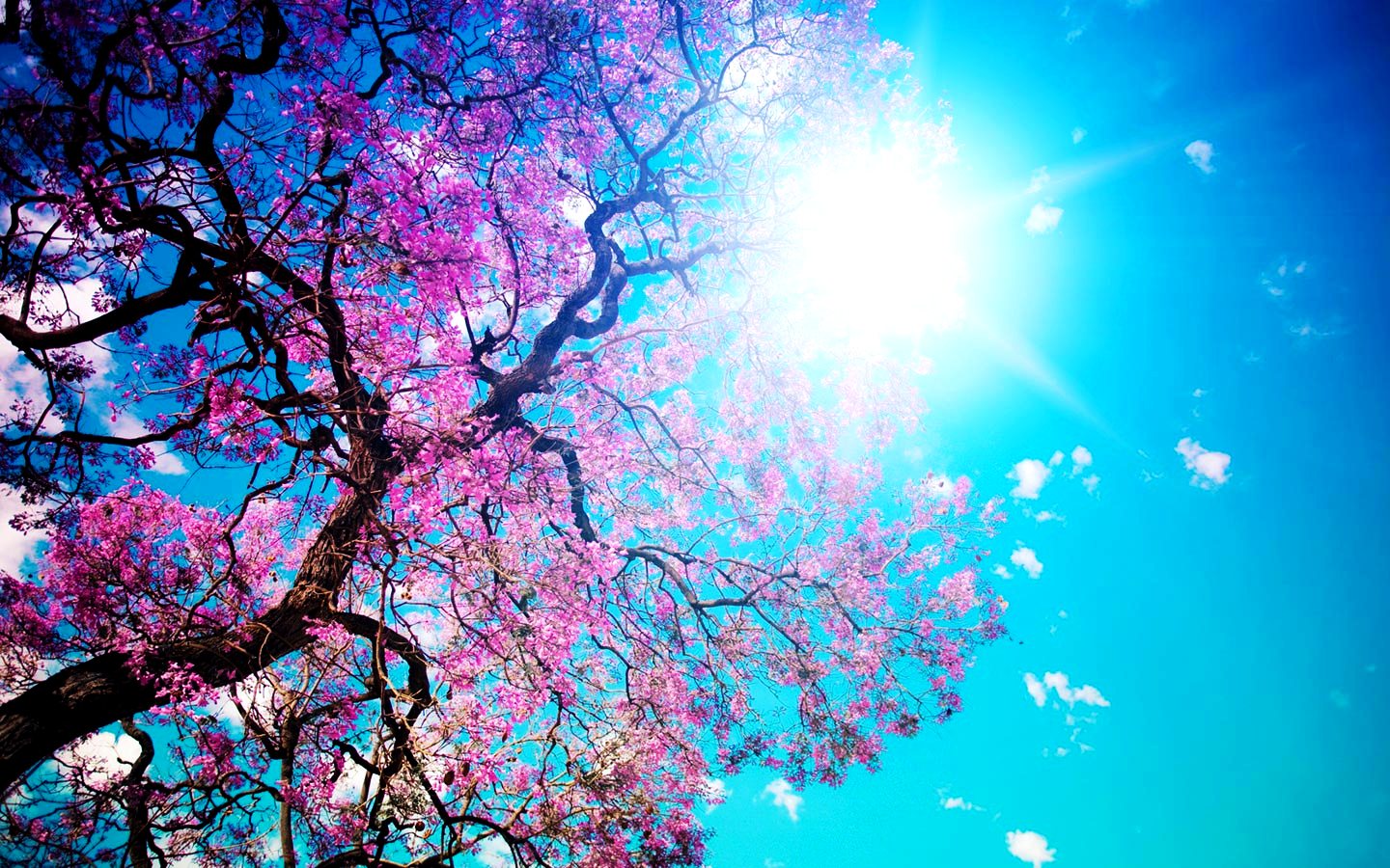 fond d'écran bilgisayar,ciel,bleu,fleur,printemps,fleur de cerisier