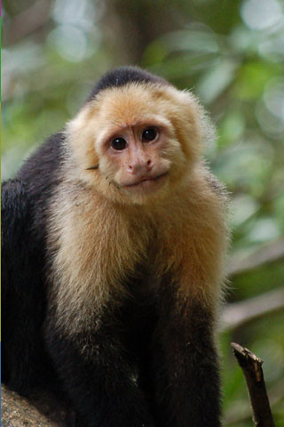 fond d'écran singe iphone,capucin à tête blanche,capucin à front blanc,primate,macaque,capucin touffeté