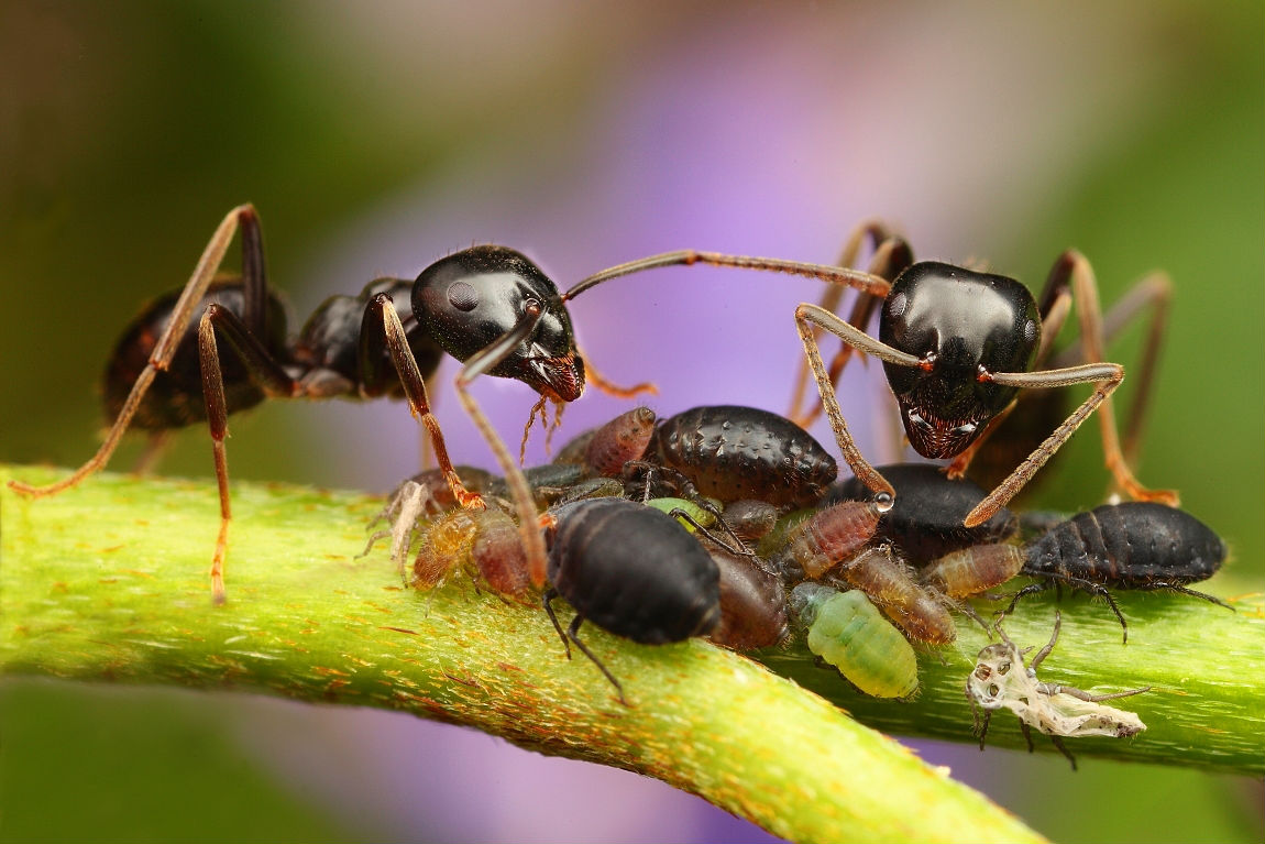 carta da parati della formica,insetto,formica,peste,formica carpentiere,invertebrato