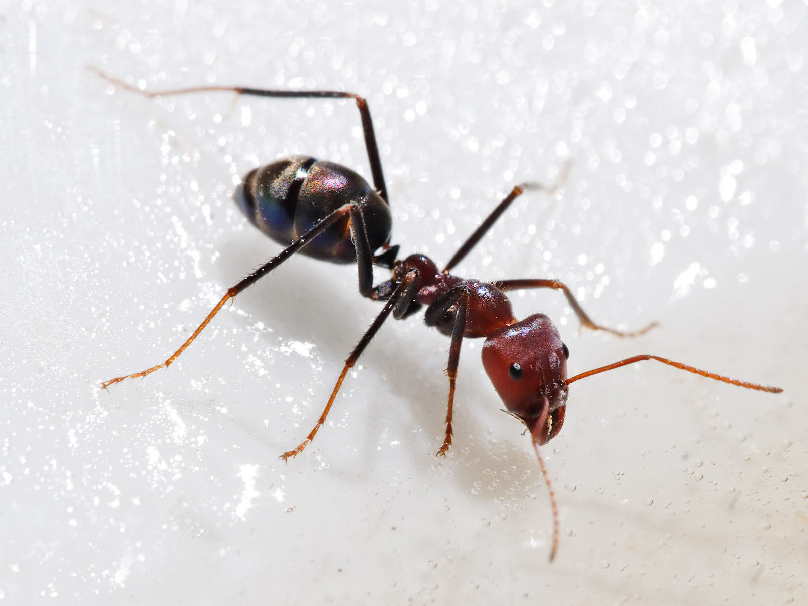 hormiga fondo de pantalla,insecto,hormiga,parásito,hormiga carpintera,invertebrado