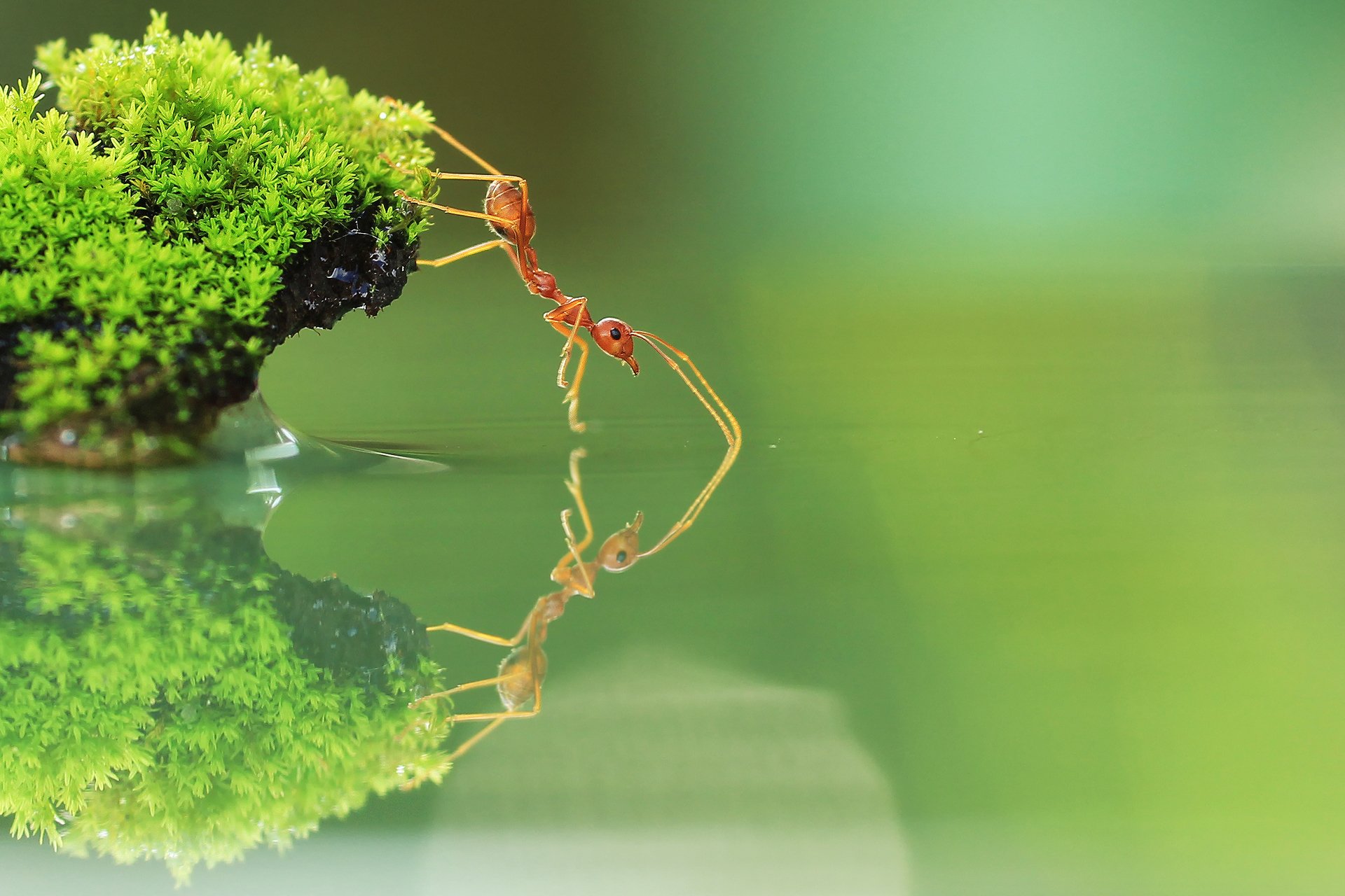 hormiga fondo de pantalla,verde,naturaleza,insecto,fotografía macro,agua