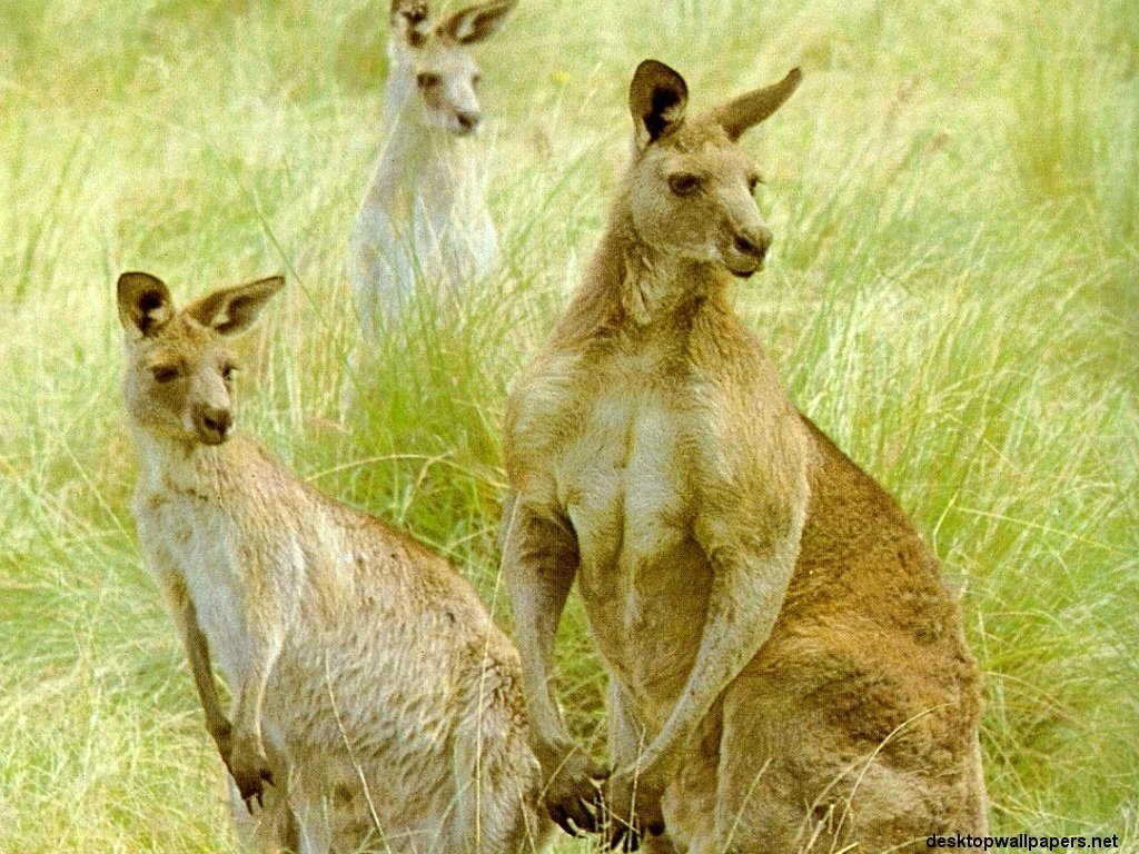 fond d'écran kangourou,kangourou,faune,kangourou,animal terrestre,marsupial