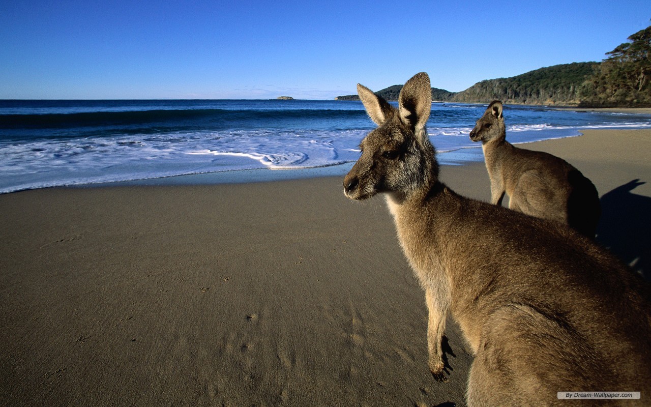 fond d'écran kangourou,kangourou,kangourou,wallaby,faune,marsupial