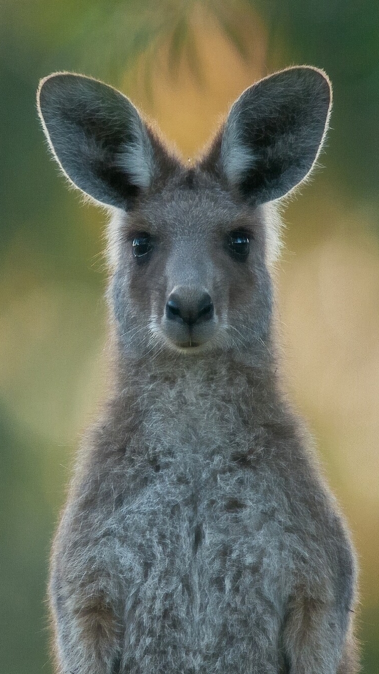 fond d'écran kangourou,kangourou,wallaby,kangourou,animal terrestre,faune