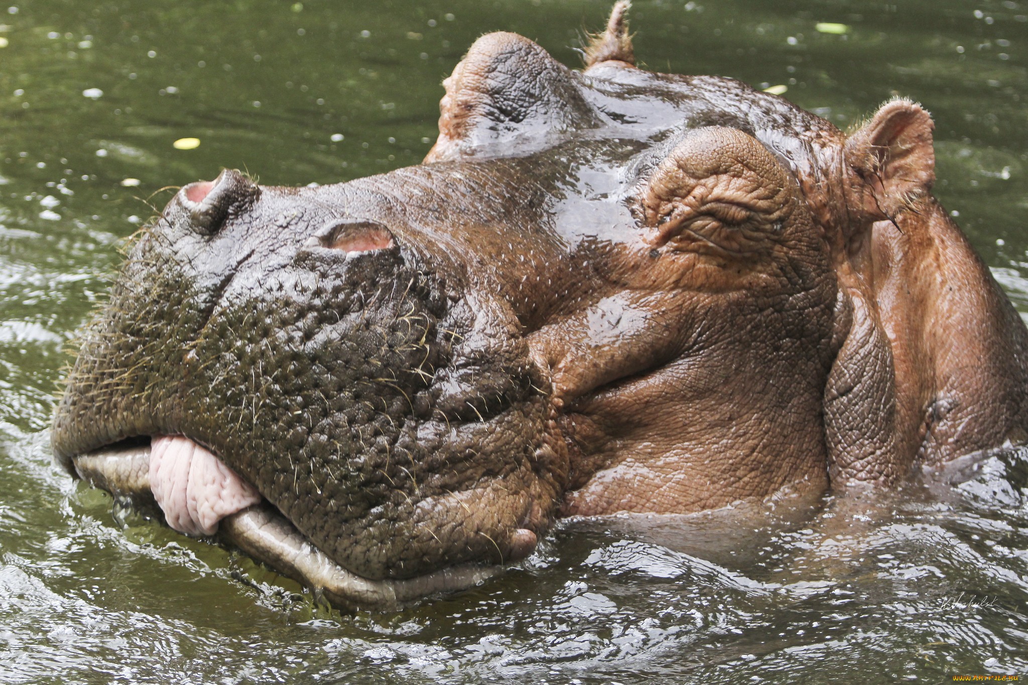 fondo de pantalla de hipopótamo,animal terrestre,rinoceronte indio,fauna silvestre,rinoceronte,safari
