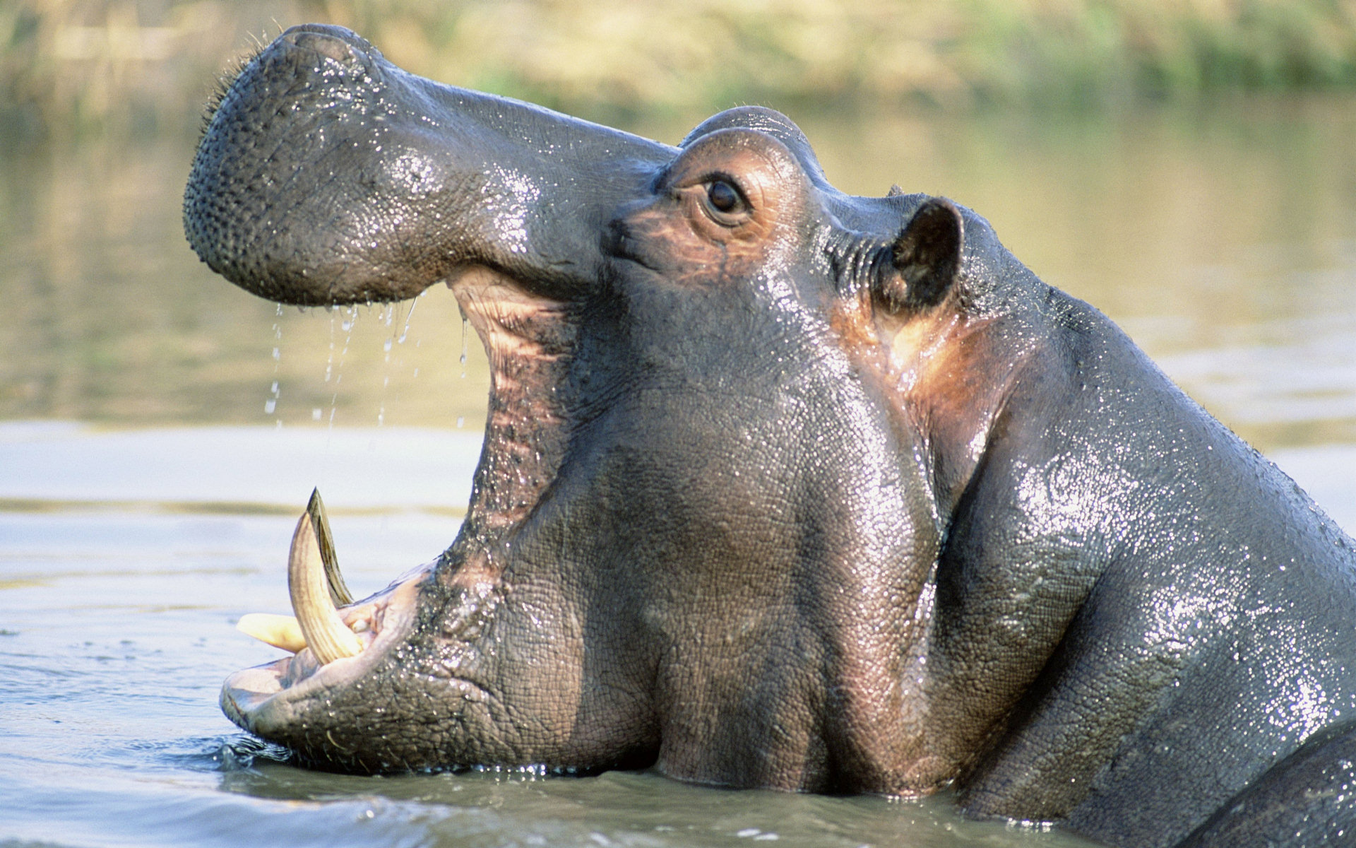 fond d'écran hippopotame,animal terrestre,faune,museau,bouche,rhinocéros