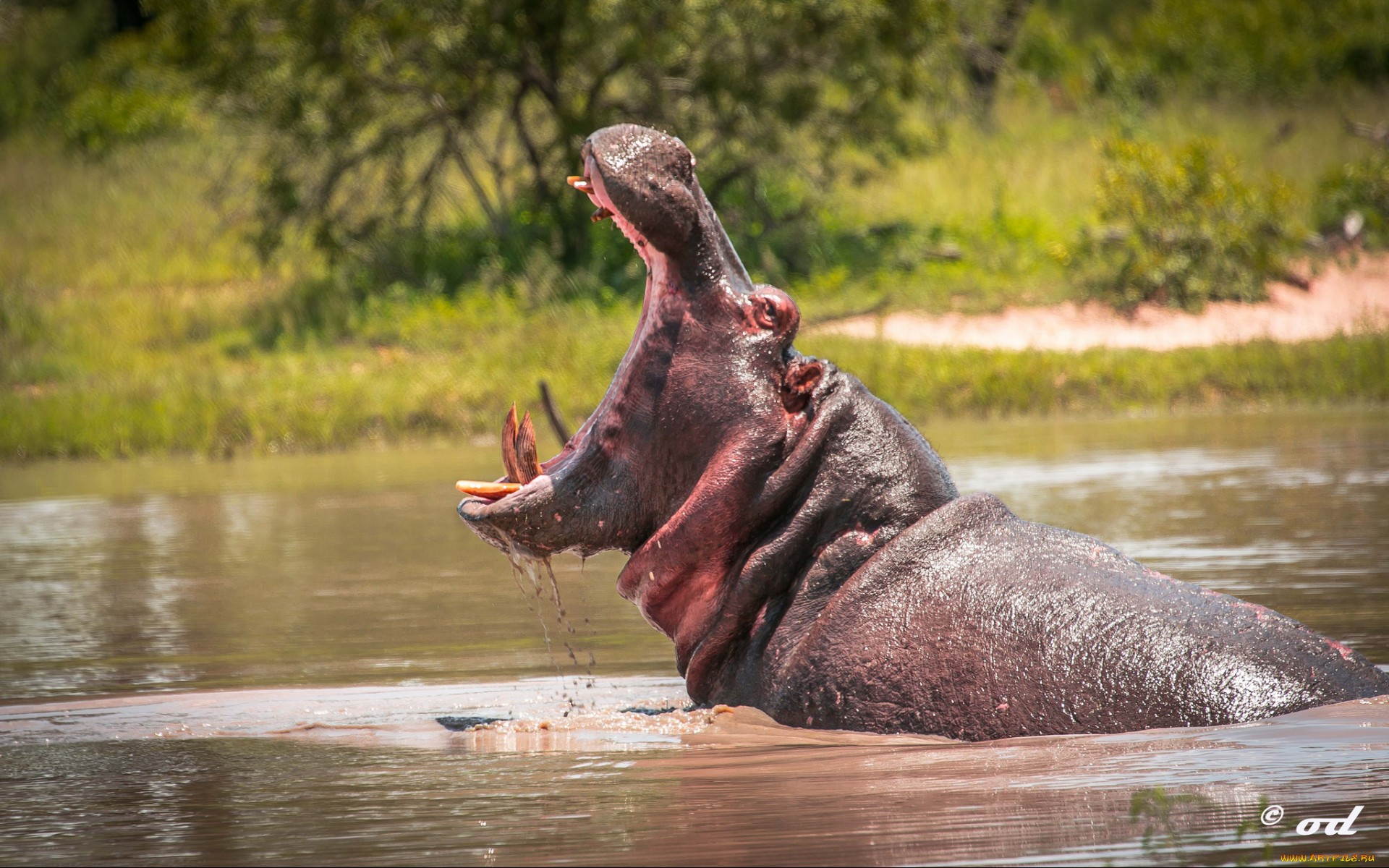 fond d'écran hippopotame,faune,l'eau,rhinocéros,safari,banque