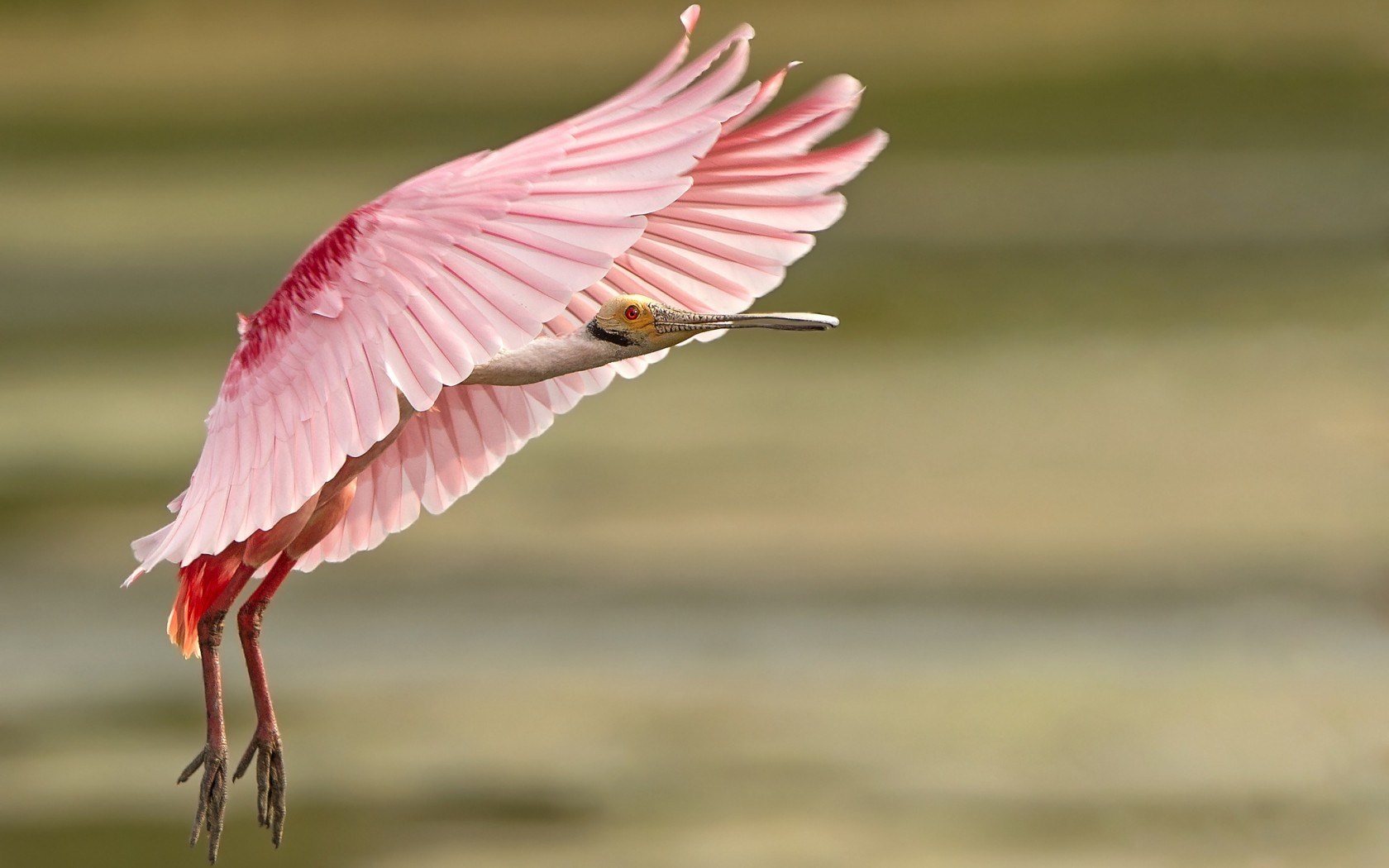 papier peint oiseau rose,oiseau,plume,aile,oiseau d'eau,ibis