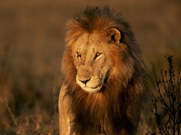 fond d'écran grand chat,lion,faune,cheveux,lion masai,animal terrestre