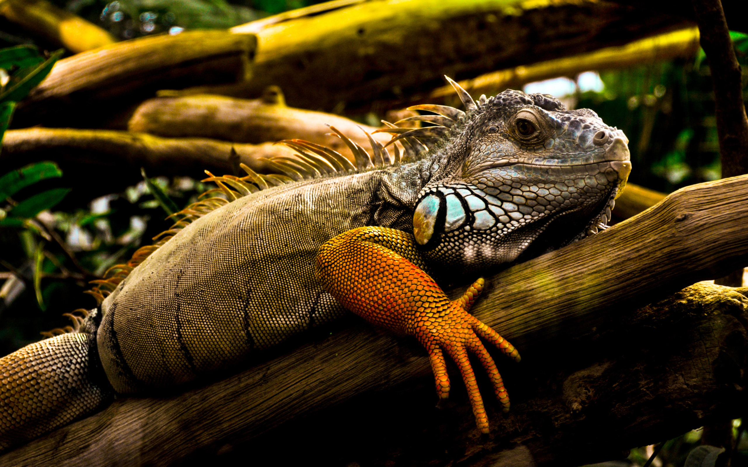 fondo de pantalla de iguana,reptil,iguana,iguana verde,lagartija,fauna silvestre