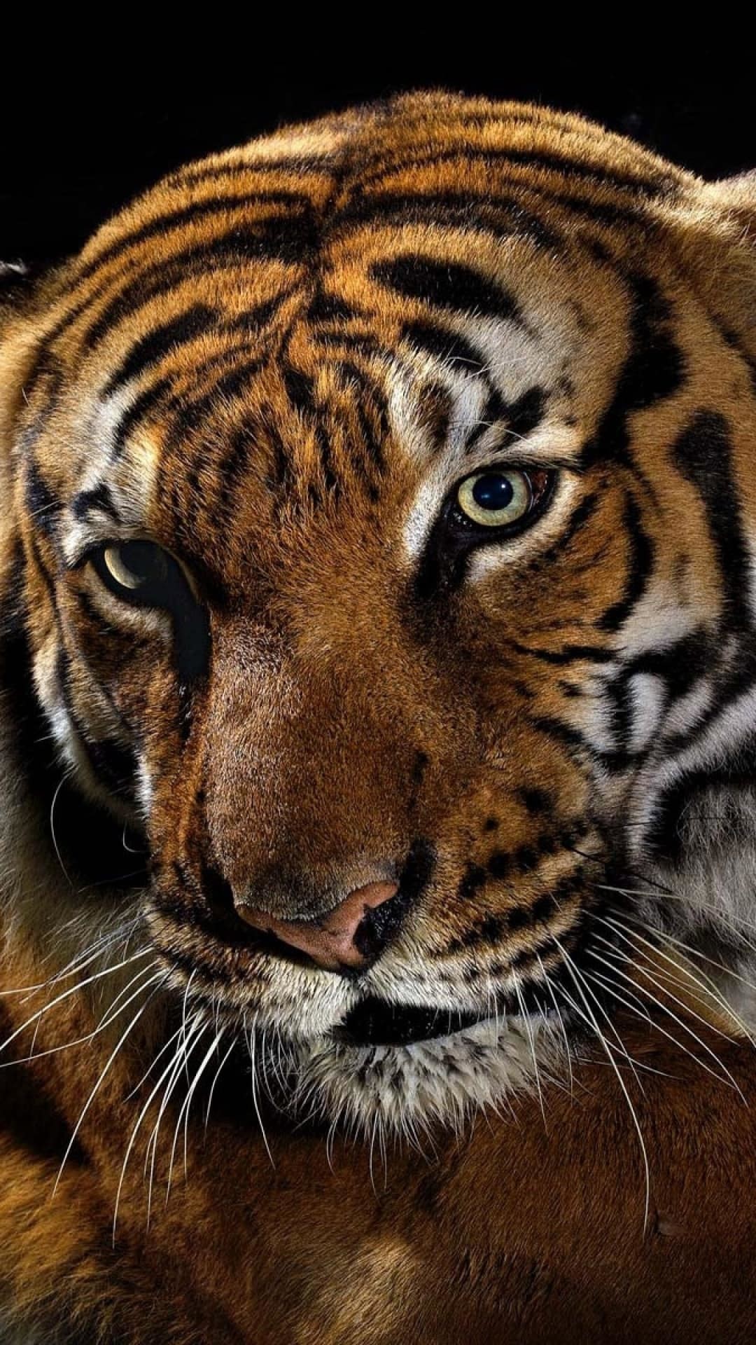fond d'écran grand chat,tigre,faune,tigre du bengale,animal terrestre,moustaches