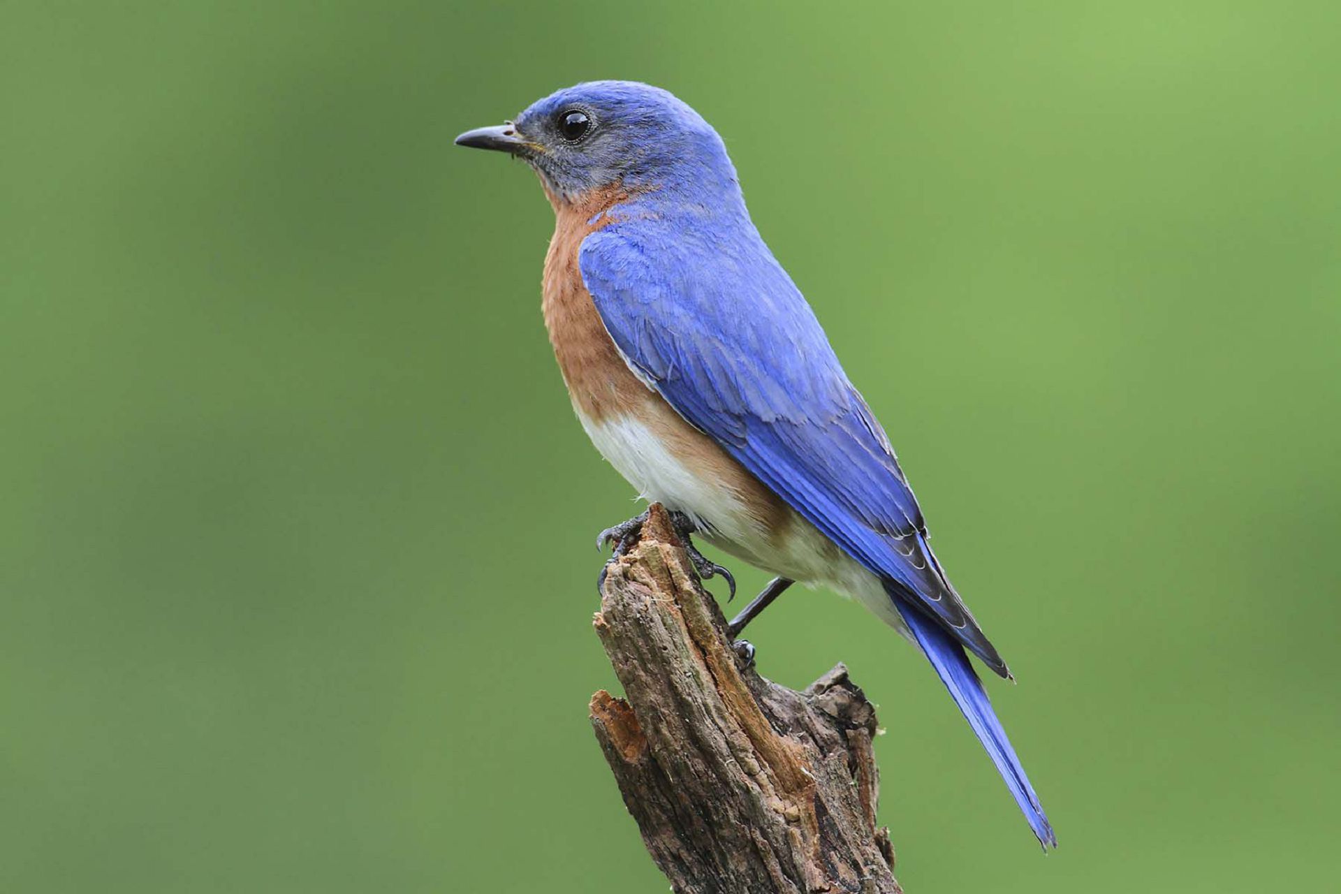 青い鳥の壁紙,鳥,イースタンブルーバード,青い鳥,山ブルーバード,鳴き鳥