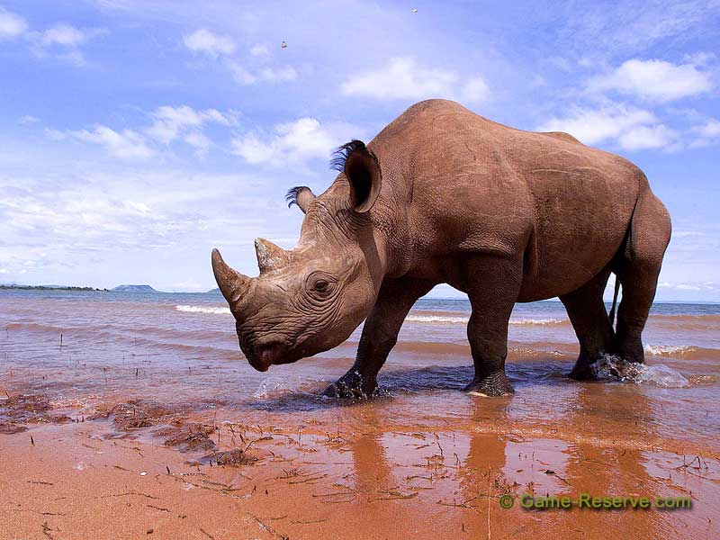 fondo de pantalla de rinoceronte,rinoceronte,rinoceronte blanco,rinoceronte negro,fauna silvestre,animal terrestre