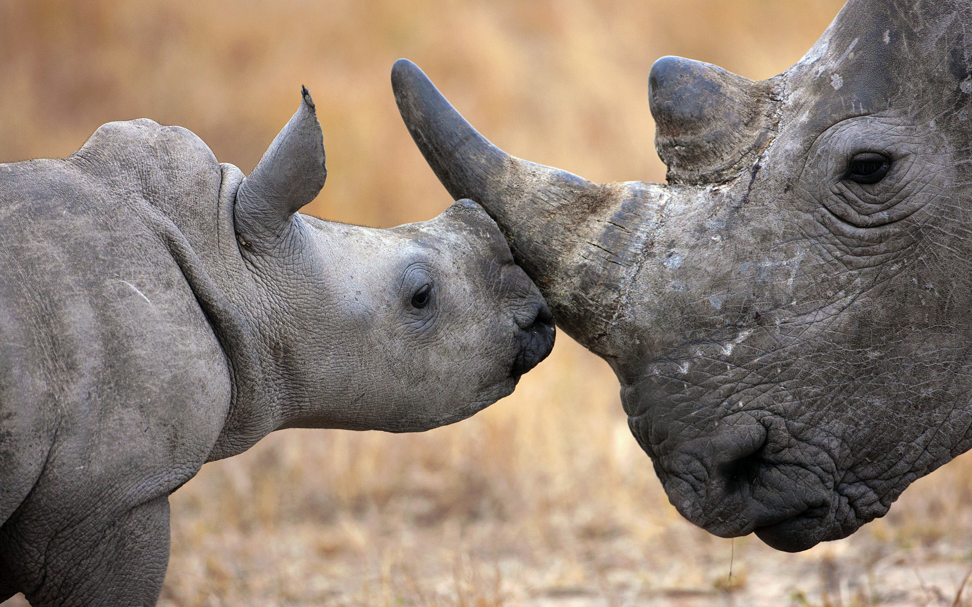 fond d'écran rhinocéros,rhinocéros,rhinocéros blanc,rhinocéros indien,rhinocéros noir,animal terrestre