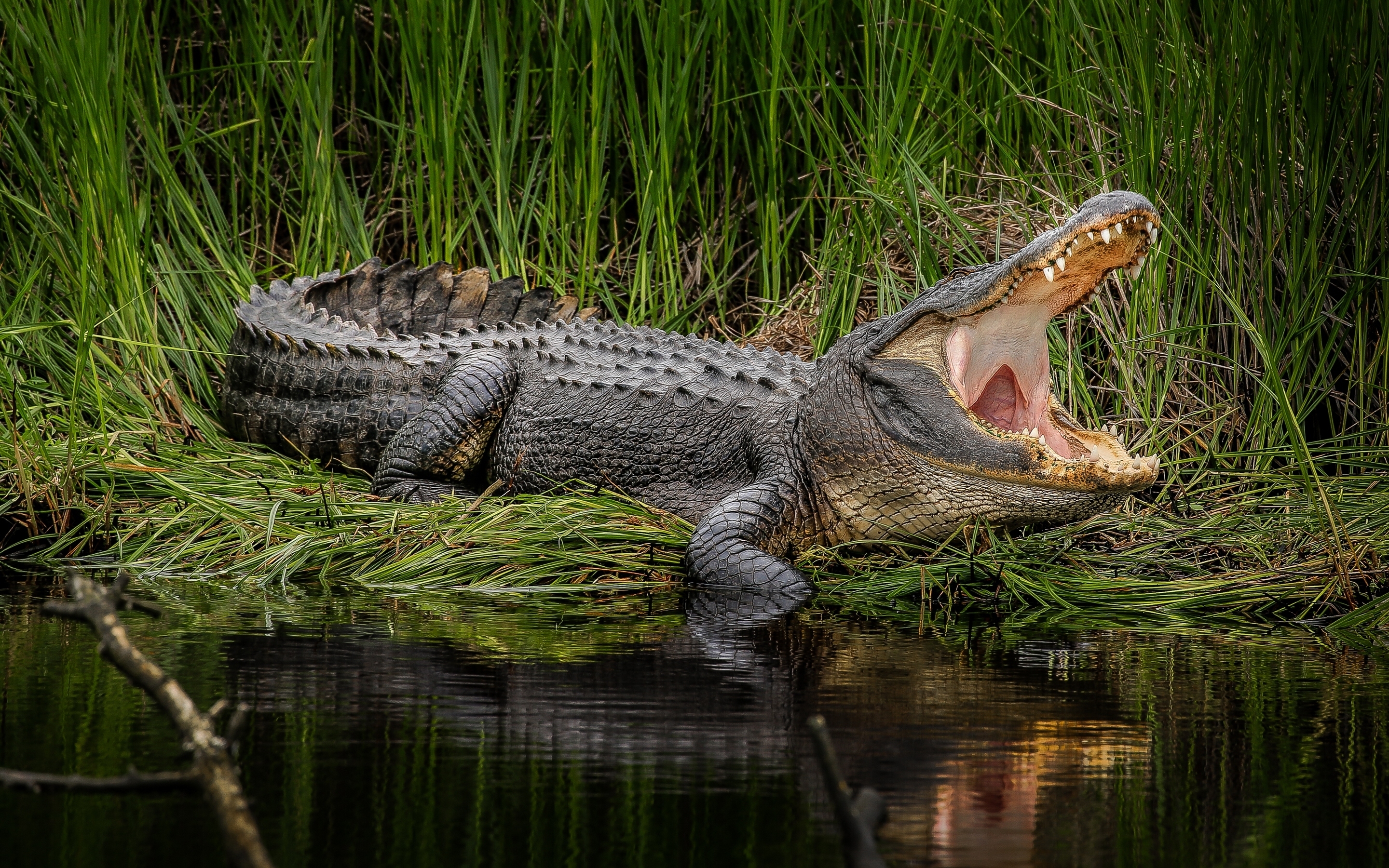 alligator tapete,alligator,reptil,amerikanischer alligator,krokodil,salzwasserkrokodil