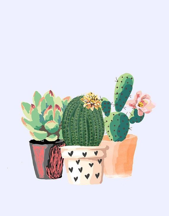 kaktus 바탕 화면,선인장,화분,관엽 식물,초록,식물