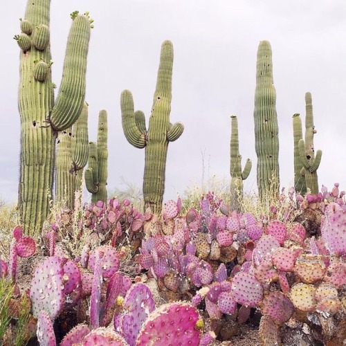 cactus fondos de pantalla tumblr,cactus,flor,planta,saguaro,higo chumbo