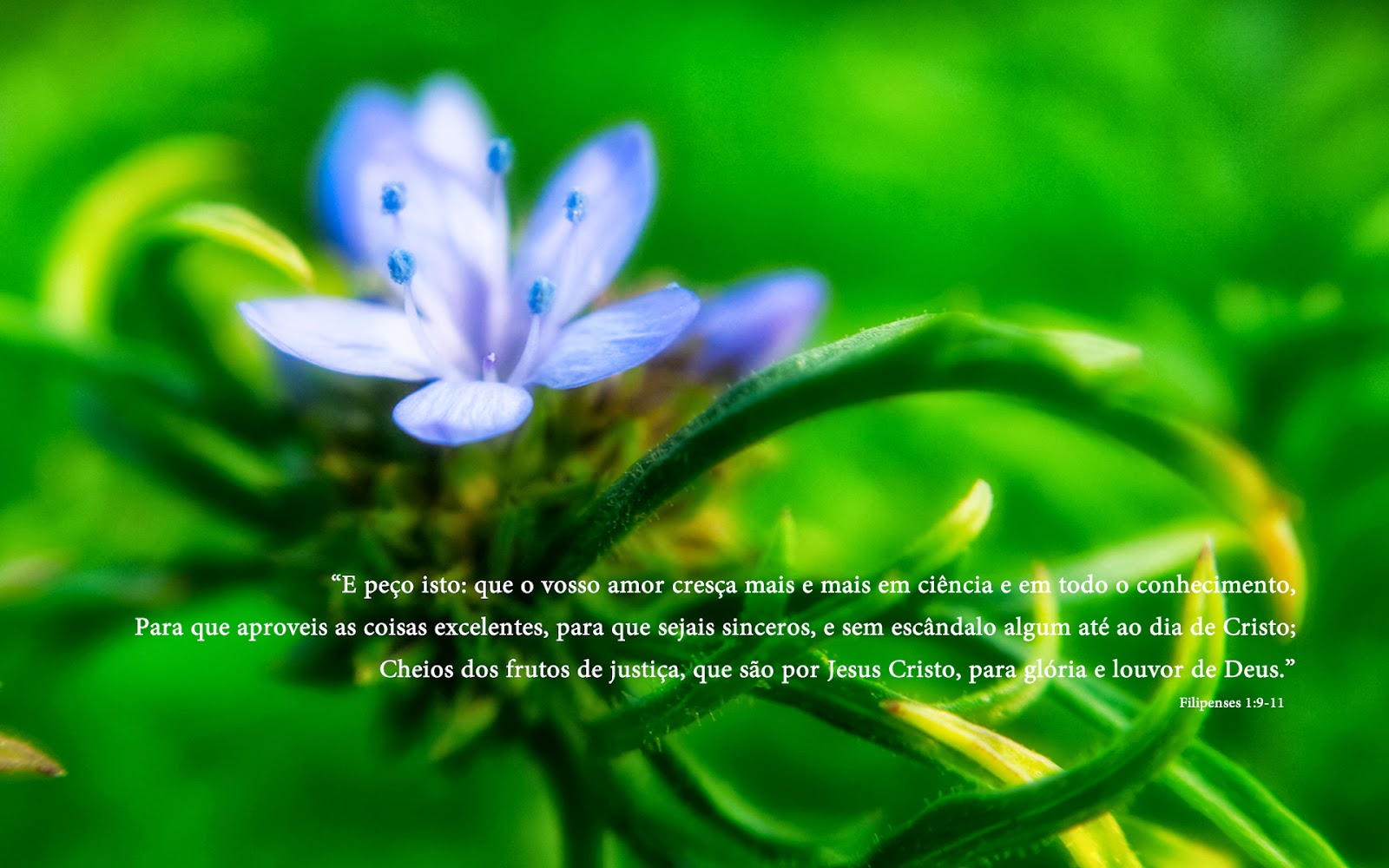 fondo de pantalla biblico,naturaleza,verde,flor,planta,pétalo