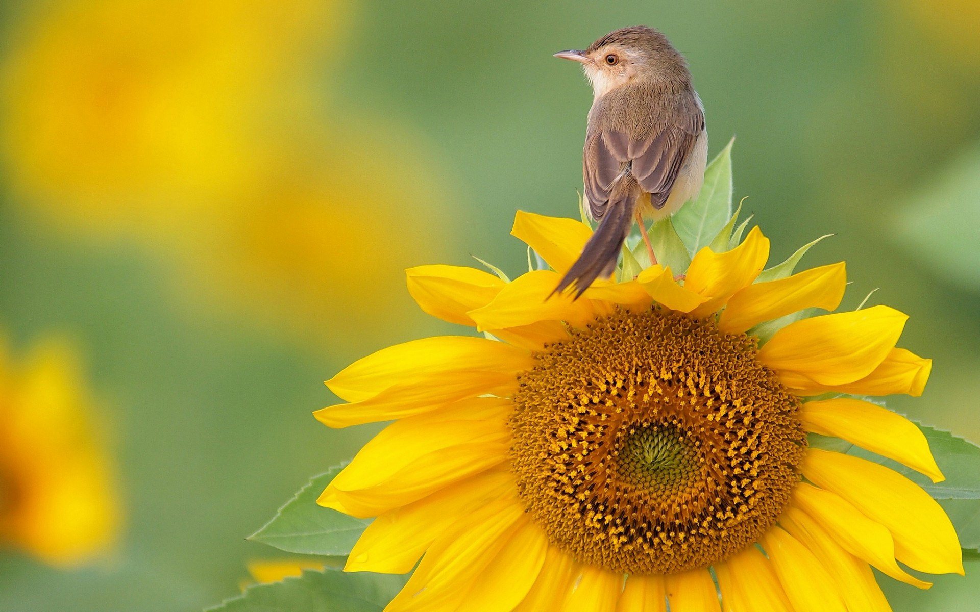 Bird On Sunflower Wallpaper Free Sunflower Wallpaper For Computer