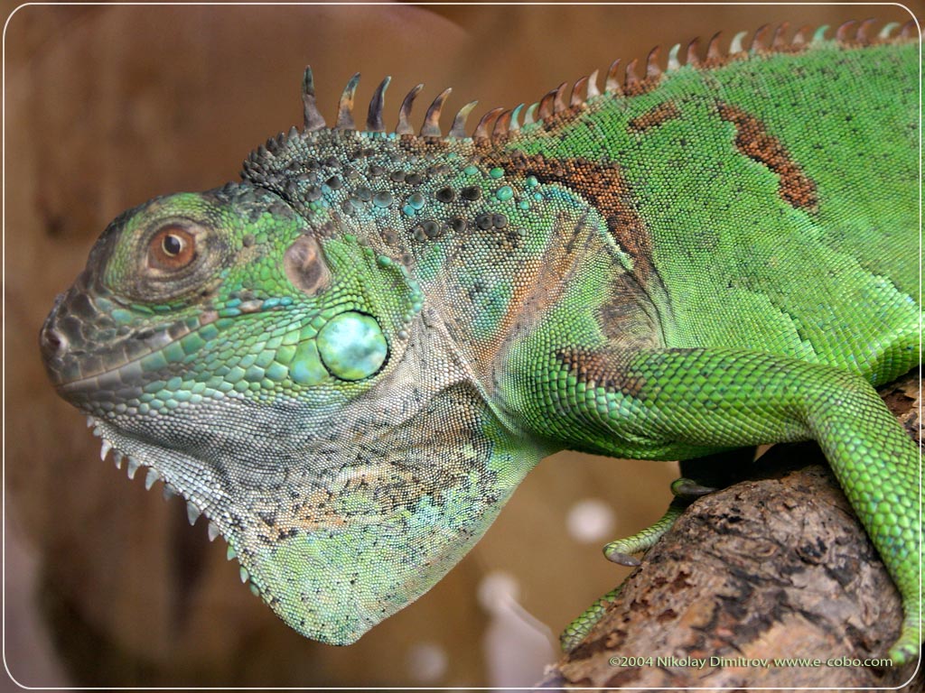 carta da parati rettile,rettile,iguana,lucertola,iguana verde,camaleonte