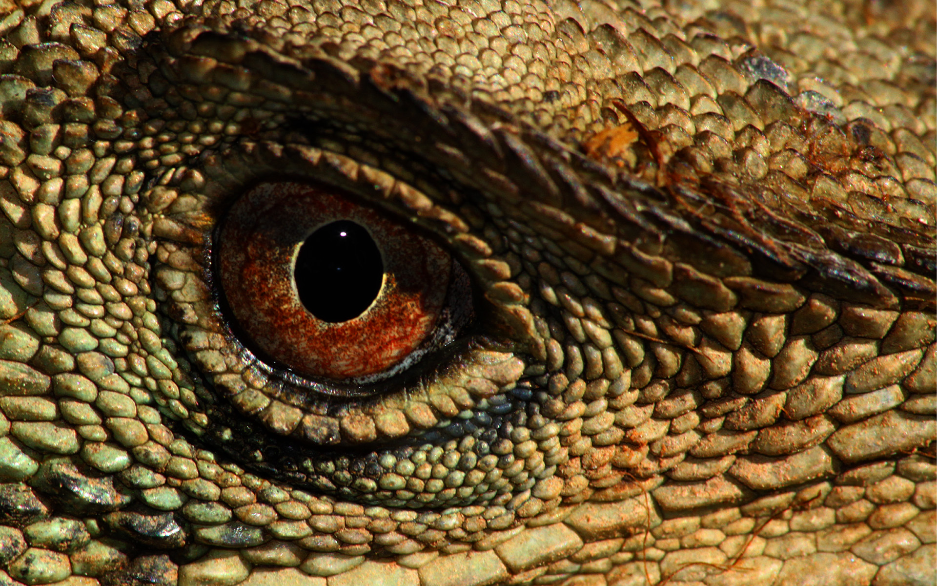 papel pintado reptil,reptil,lagartija,iguana verde,ojo,iguana