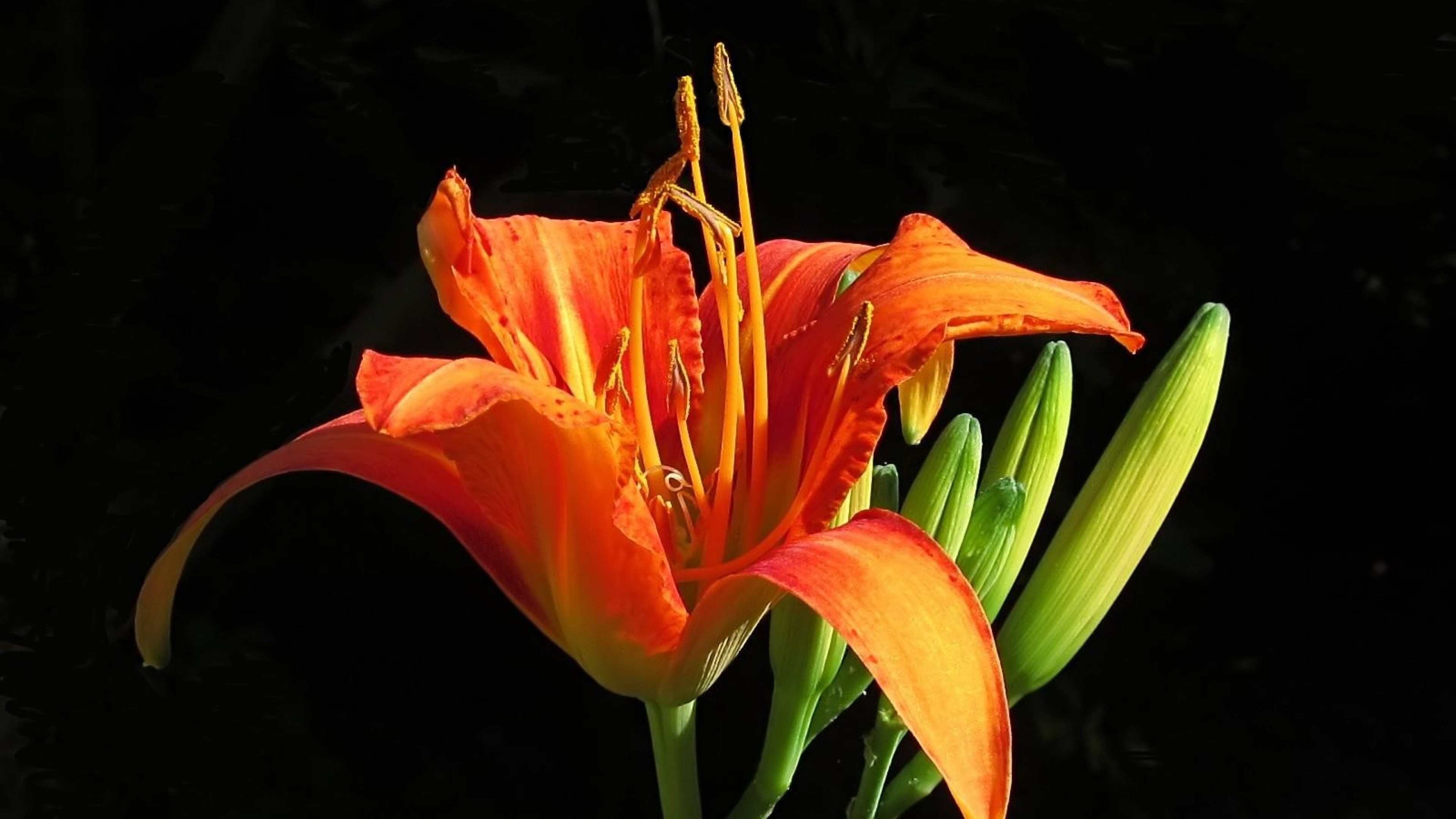 Wallpaper Lily, Flower, Bud, Stamens, Petals, Close - Orange Lily