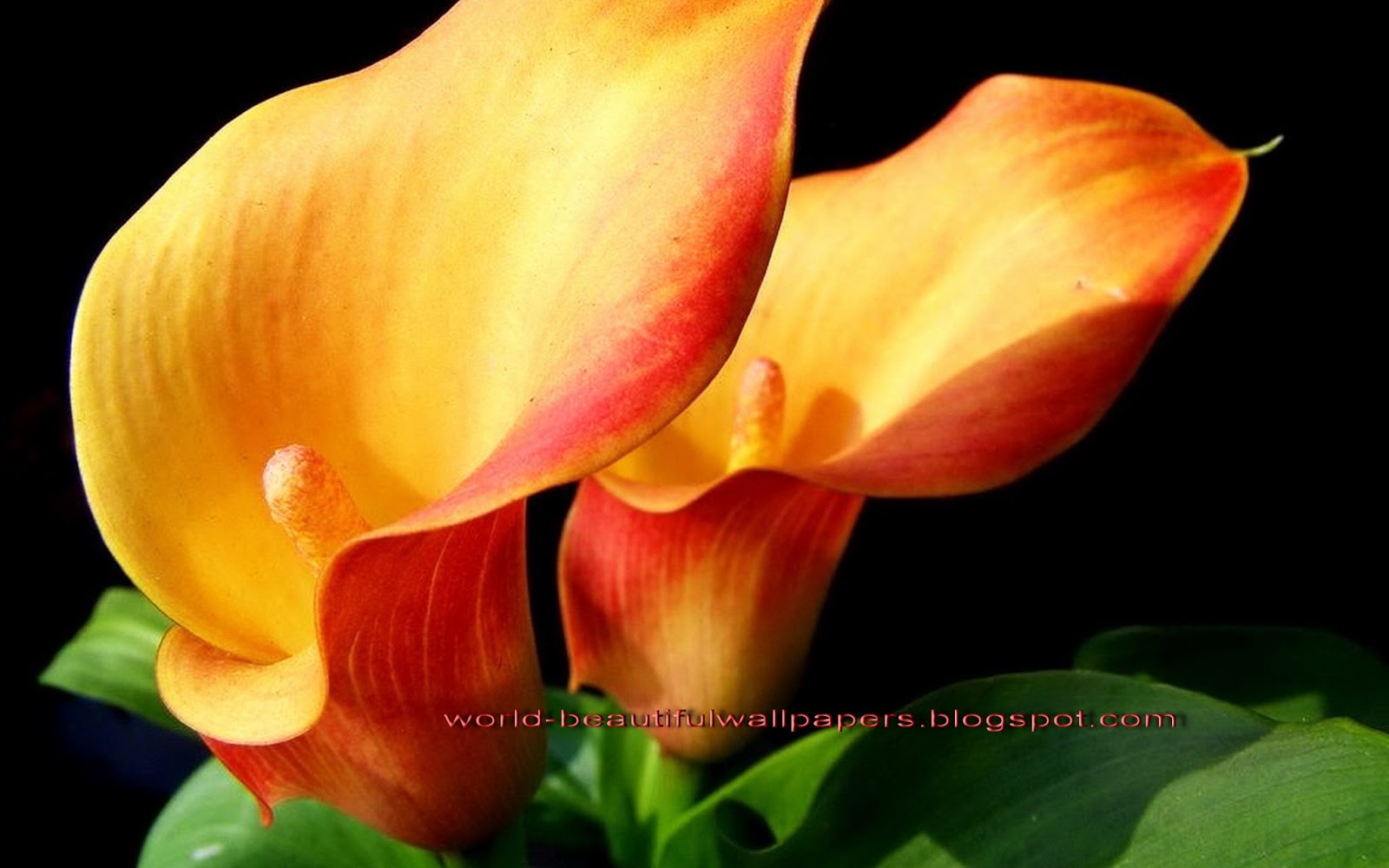 carta da parati calla,pianta fiorita,petalo,fiore,arancia,giallo