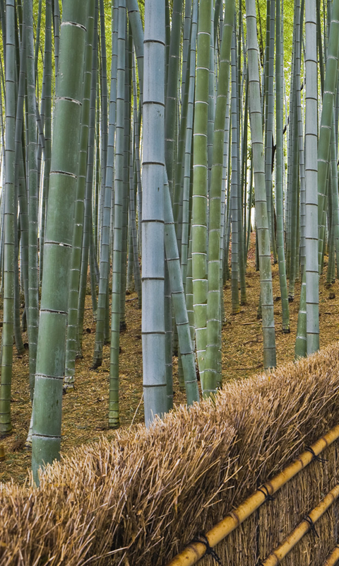 carta da parati in bambù per pareti,albero,bambù,foresta,pianta,famiglia di erba