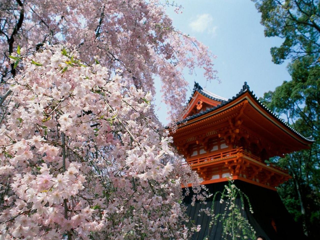 papier peint japon,fleur,fleur,fleur de cerisier,printemps,arbre