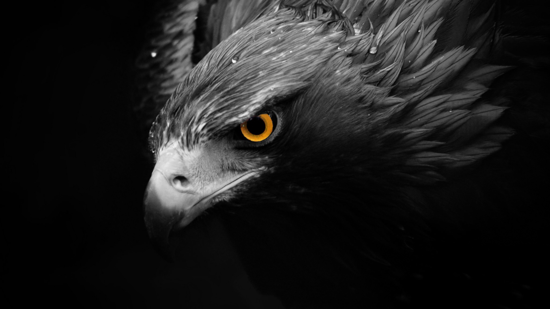 80+ Eagle wallpapers HD | Download Free backgrounds