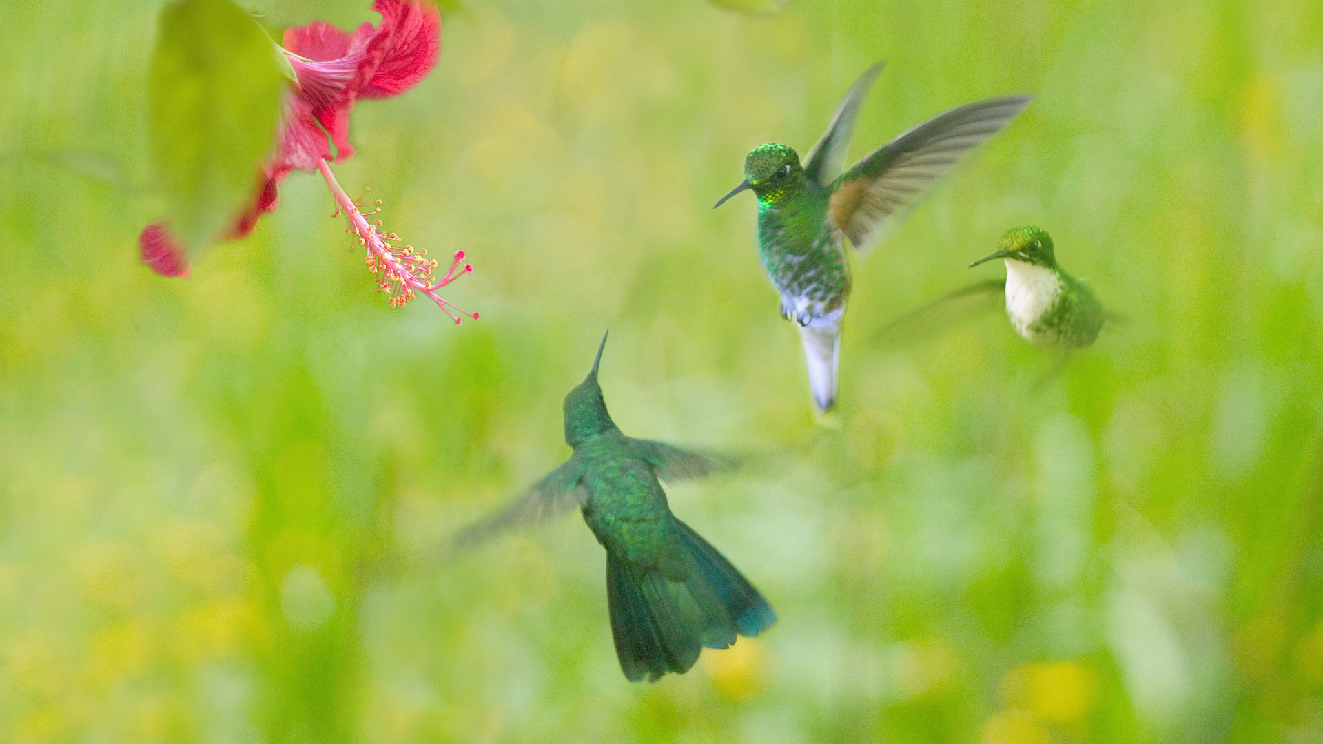 qui fond d'écran,colibri,oiseau,colibri à gorge rubis,plante,faune